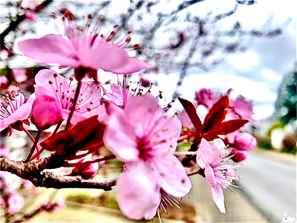 photography • plum blossom • pink •
nahaufnahme mit harmonischen pastelligen farben und kontrast von schärfe/unschärfe •
pinkfarbene pflaumenblüten an einem einzelnen ast vor einem stark unscharfen hintergrund - weitere entfernte äste, eine schmale strasse mit gärten und bäumen; wolken am himmel nehmen etwas farbe an|
foto copyright rw24 unten rechts