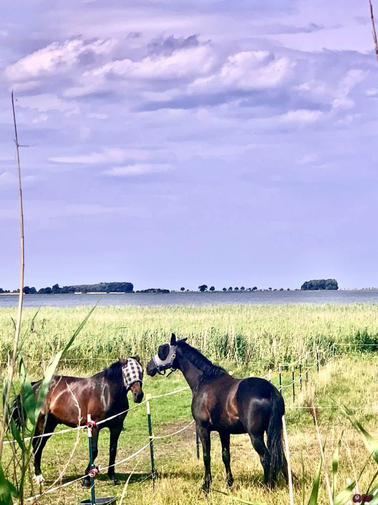 Zwei Rennpferde stecken Ihre Köpfe über einen Zaun zusammen; dahinter ein sommerliches, hellgrünes Binnensee Ufer und ein Küstenstreifen der Ostsee. Himmel pastellfarben violett mit einer großen Wolkenlandschaft.
Foto Signatur R.W. eingezeichnet unten rechts.