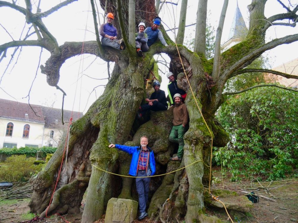 400 Jungbäume sind ein alter Baum – Dresdner Forstexperte Andreas Roloff fordert mehr Achtung für die großen Gehölze