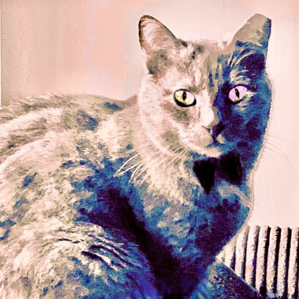 catart • rescued cat • purple •
karthäuser - mix katze (mit ohr cut) sitzend auf einer sofalehne mit einer gemalten fliege und einem pinken auge - einige gemalte blau/violette stellen auf grau/rosa fell |
foto signatur rw 25 unten rechts 
