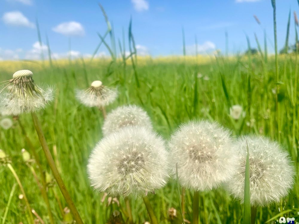 photography • dandelion • foto einer weide mit einer gruppe von 4 pusteblumen - alle schön rund - einige die alleine etwas abseits stehen sind dagegen fast vollständig verweht, am horizont gelber raps, darüber blauer himmel | foto signatur rw 25 unten rechts