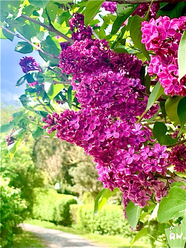Comment image