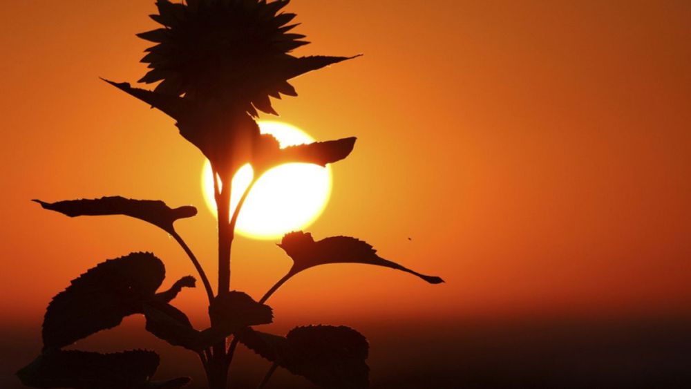 Dürre zerstört Mais- und Sonnenblumenfelder in Rumänien