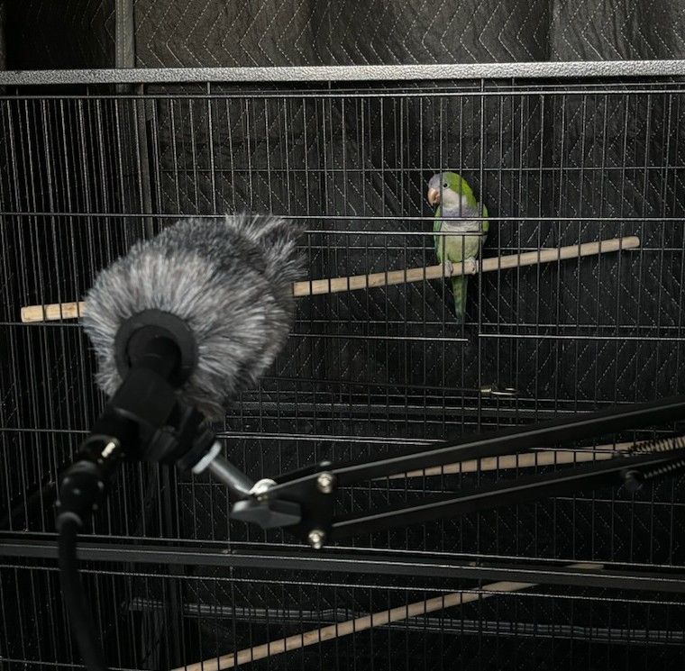 Photo of a Monk Parakeet ("PIP" with color combination purple-pink-purple on the head/cheeks/neck) in a cage inside a sound recording booth. A shotgun microphone on a boom arm points at the bird in the cage; PIP is looking at it nervously and NOT CALLING like he is supposed to!