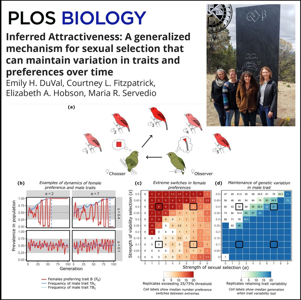 An image showing the title of our paper in PLOS Biology (“Inferred Attractiveness: A generalized mechanism for sexual selection that can maintain variation in traits and preferences over time”), a photo of all four authors while visiting the Santa Fe Institute (with the best monolith, Beta, in the background), and the main conceptual and summary plots of the paper.