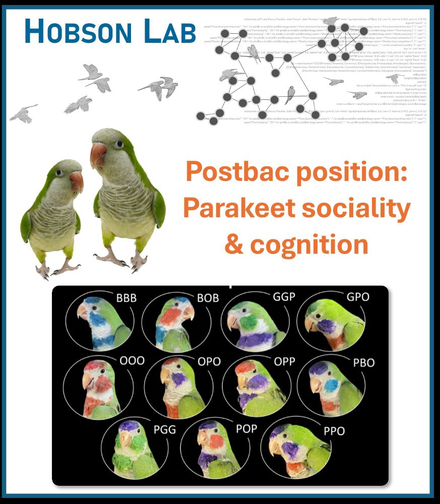 Image showing the Hobson Lab logo (monk parakeets flying into a social network diagram with R code in the background), pictures of natural-colored green and gray monk parakeets, and head shots of our individually-marked birds showing their color combos and "names" (Blue-Orange-Blue has those colors on the head, cheek, and neck, and is "BOB"). Text says "Postbac position: parakeet sociality & cognition"