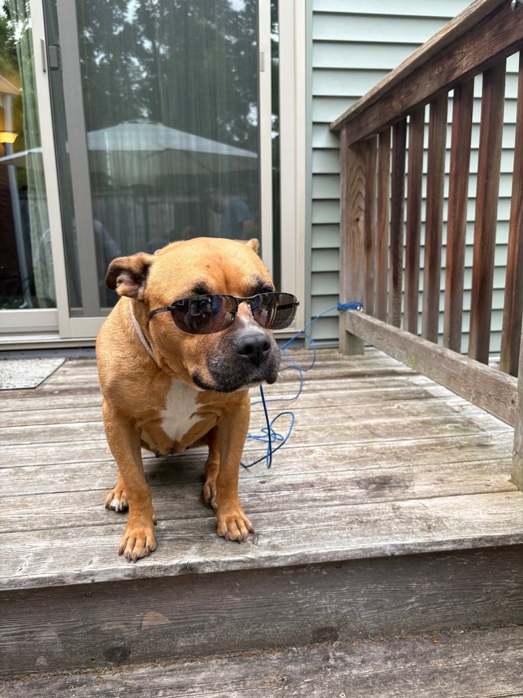 dog wearing sunglasses