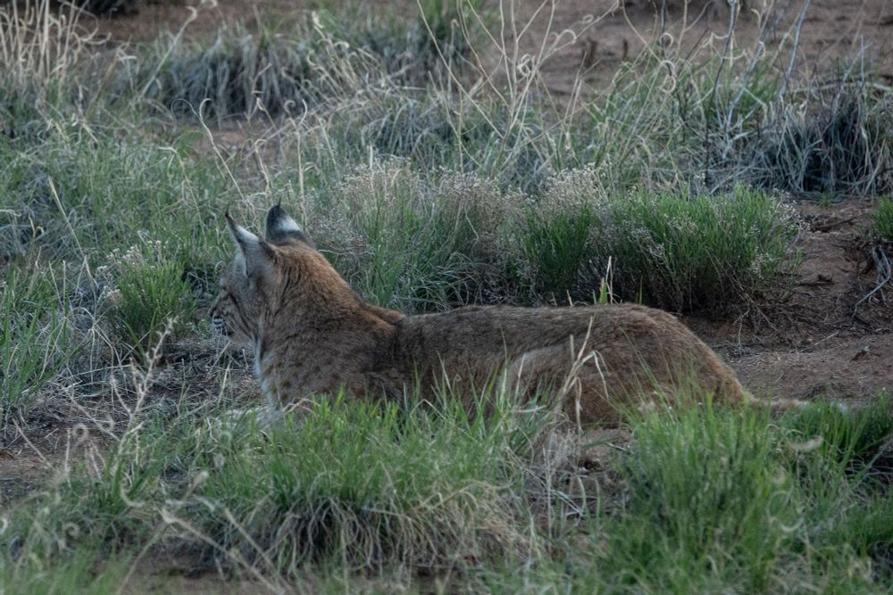 Bobcat around sunrise - just south of Santa Fa, NM