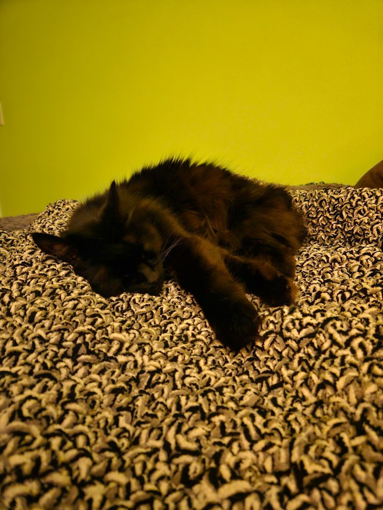 Fluffy black cat sleeping on a white, gray, and black patterned blanket