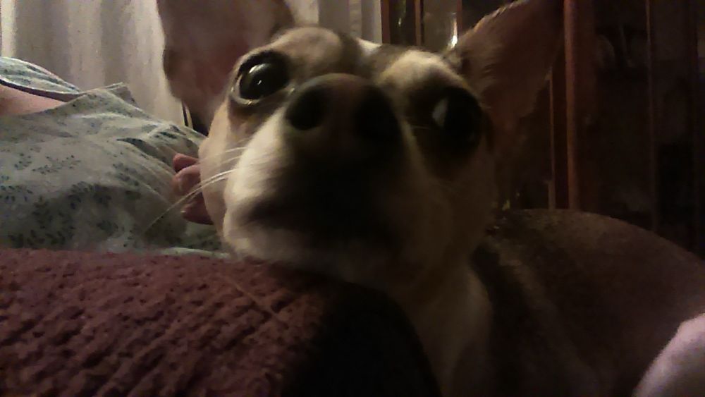 Close up of a chihuahua who knows she more coherent than the felon in chief.