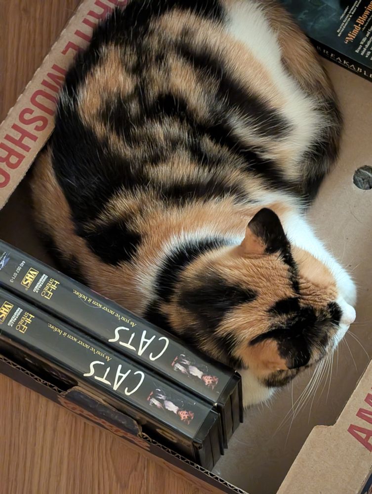 A calico cat named Biscuits cuddling two VHS tapes of the Broadway play Cats. 