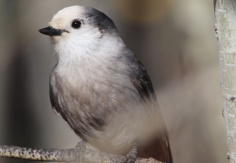 Canada Jay