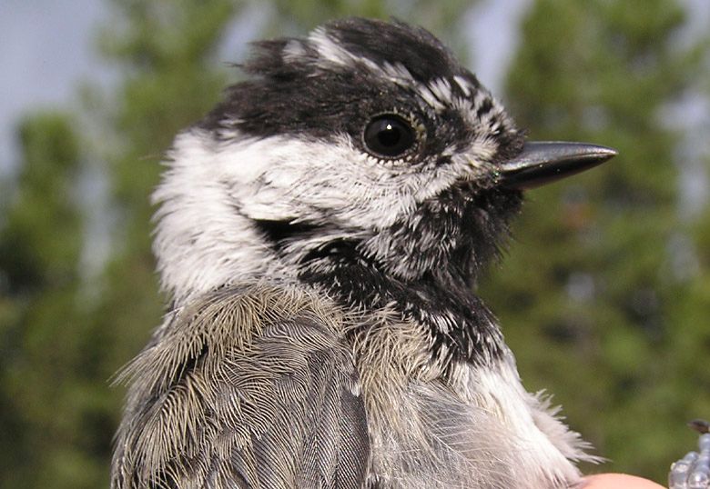 Mountain Chickadee