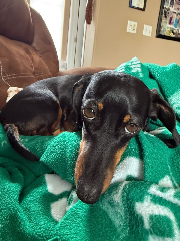 Black and tan dachshund on a blanket