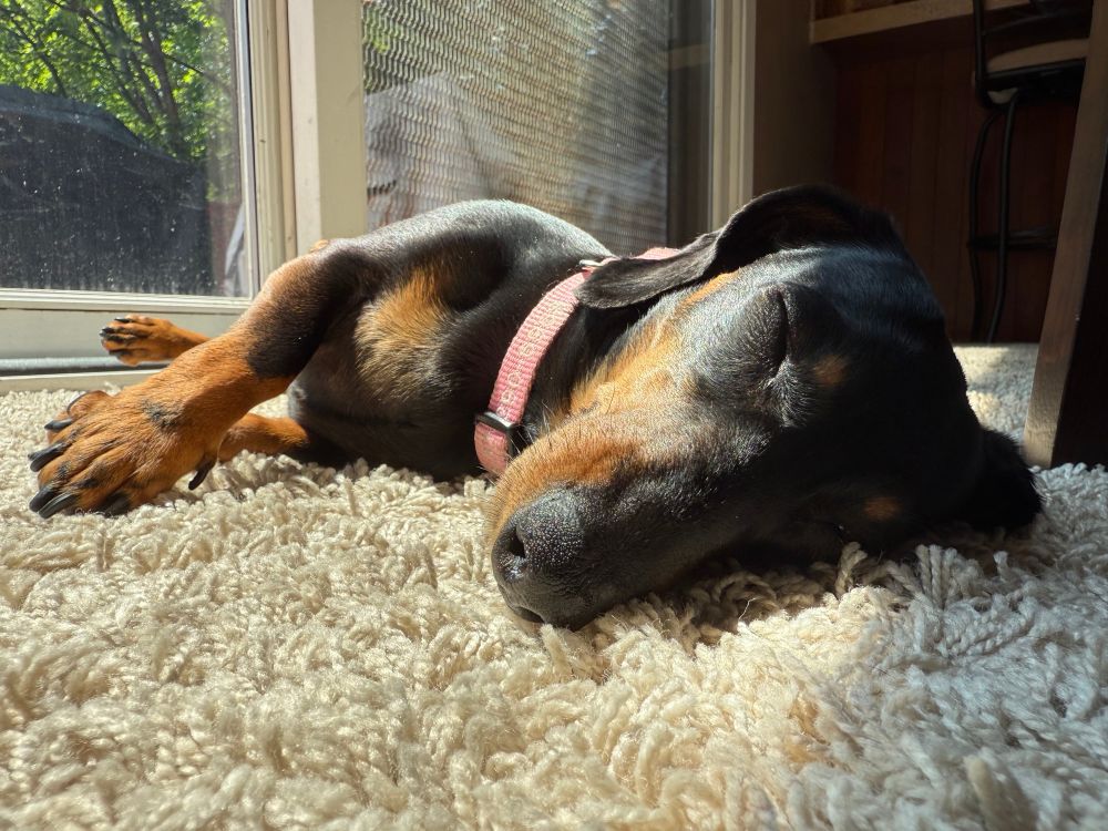 Dachshund sleeping in the sun
