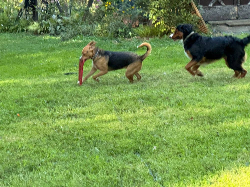 Dixie and Dakota, taunting me