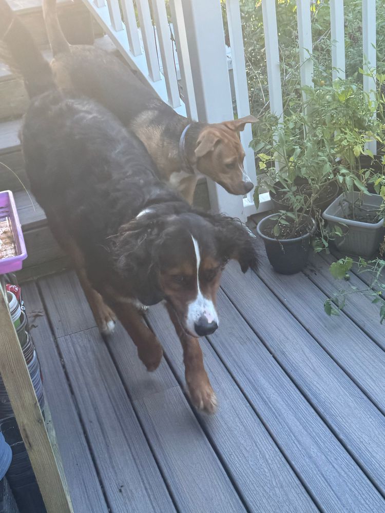 Dakota, Dixie