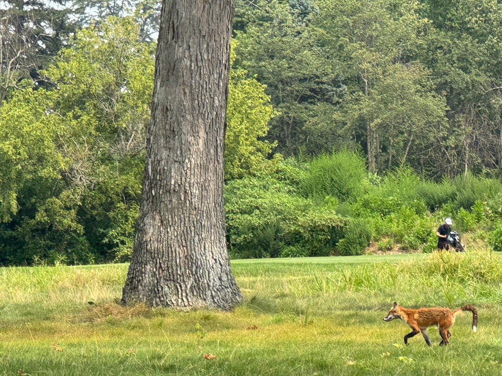 Fox 
