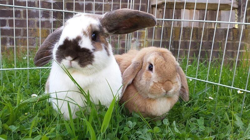 picture of two bunnies facing the camera while sitting next to each other. one is mostly white with brown ears & spots on the face, the other a light brown/blonde-ish color