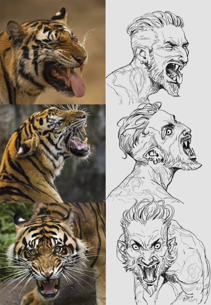 A set of sketches and references used. On the left are random photos from google showing tigers with various facial expressions: one with a tiger sticking its tongue out, second one with a profile of a tiger showing its teeth, third one en face tiger snarling at the camera. On the right are sketches of a man, shirtless, bearded, tattooed, with expressions based on those of the tigers. Happy International Tiger Day!