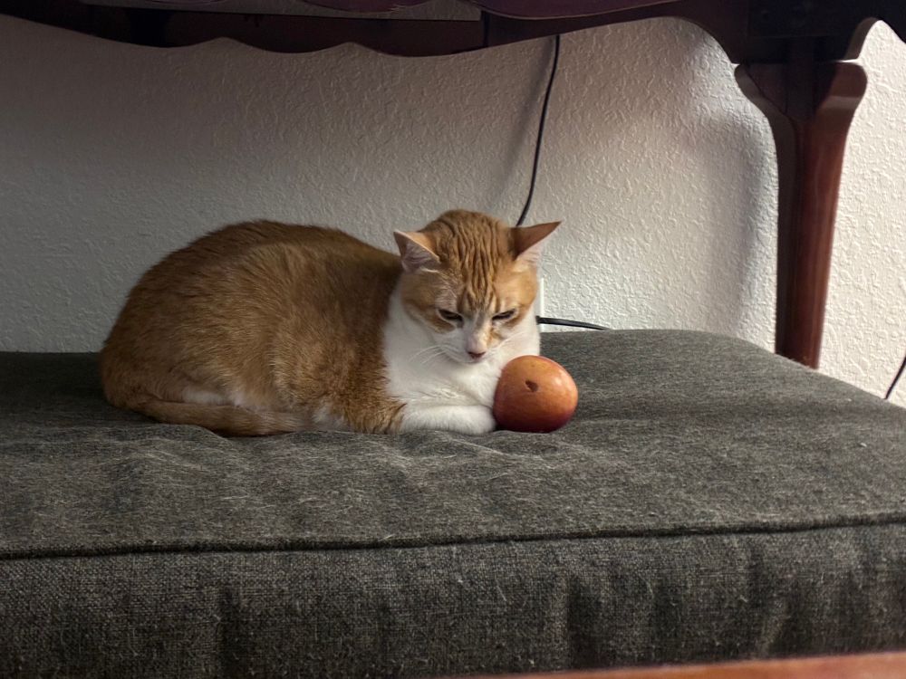 Charlene, an orange and white cat, is on her bed under the tv stand. She has an apple with a hole in it. She looks down