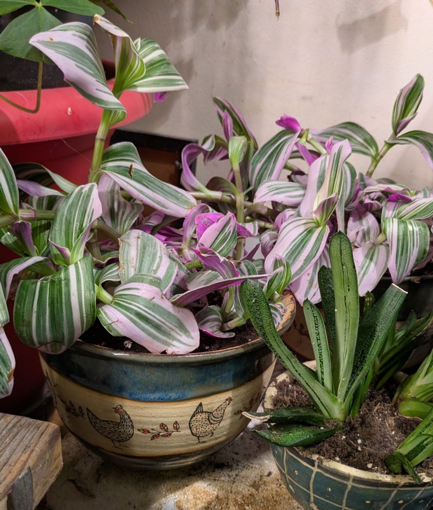 Flower pot with chickens filled with light purple and green striped leaves and another handmade pot filled with long green striped succulent 