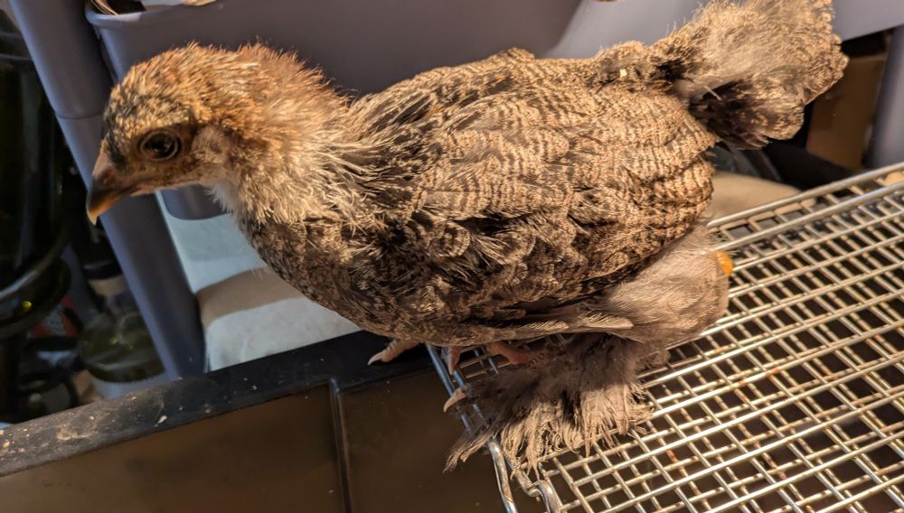 Month old dark Brahama chick ready to explore the world. She still has a little fluff, but mostly real feathers, including really impressive ones on her feet 