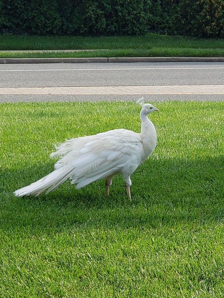This right here is one regal as heck albino Peacock