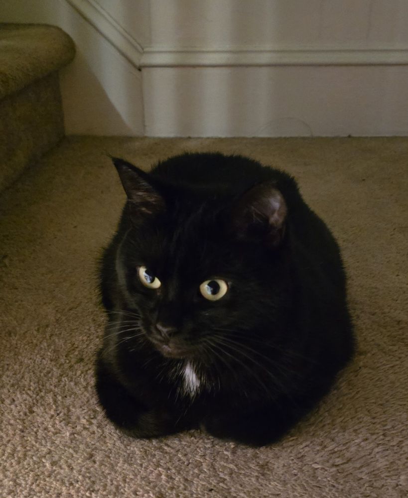 Black cat sitting with feet tucked back. "Loafing".