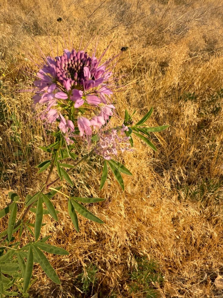 Lavender bee balm flower in sunlight against a background of dry grass