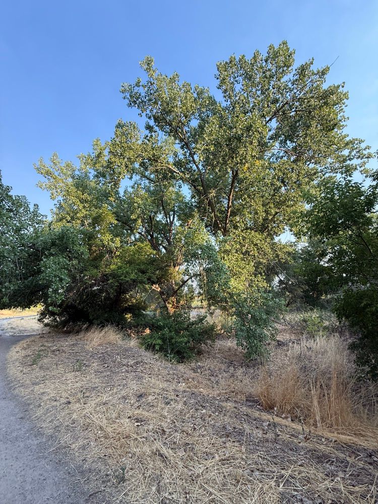 A very large cottonwood tree beside a trail