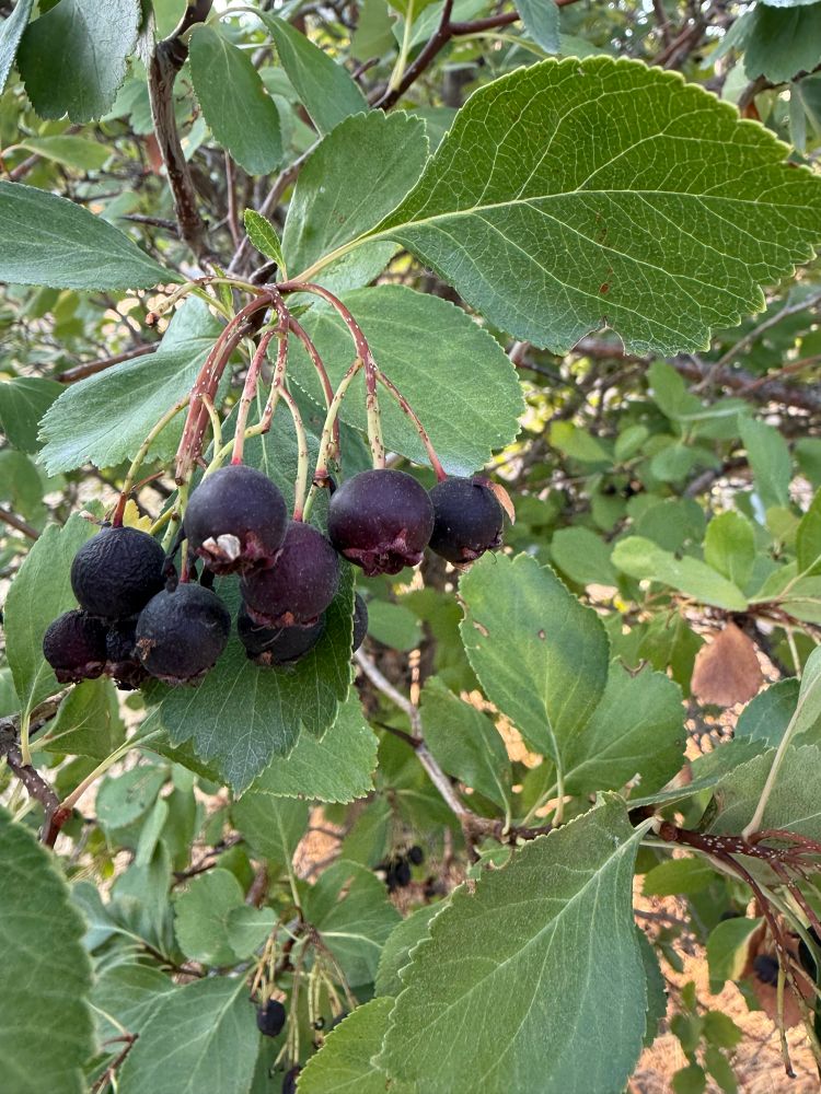 Dark purple berries and green leaves