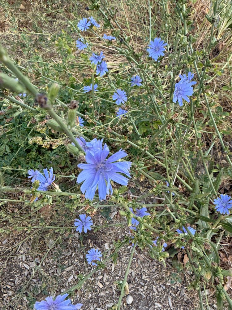 Blue chicory blossoms