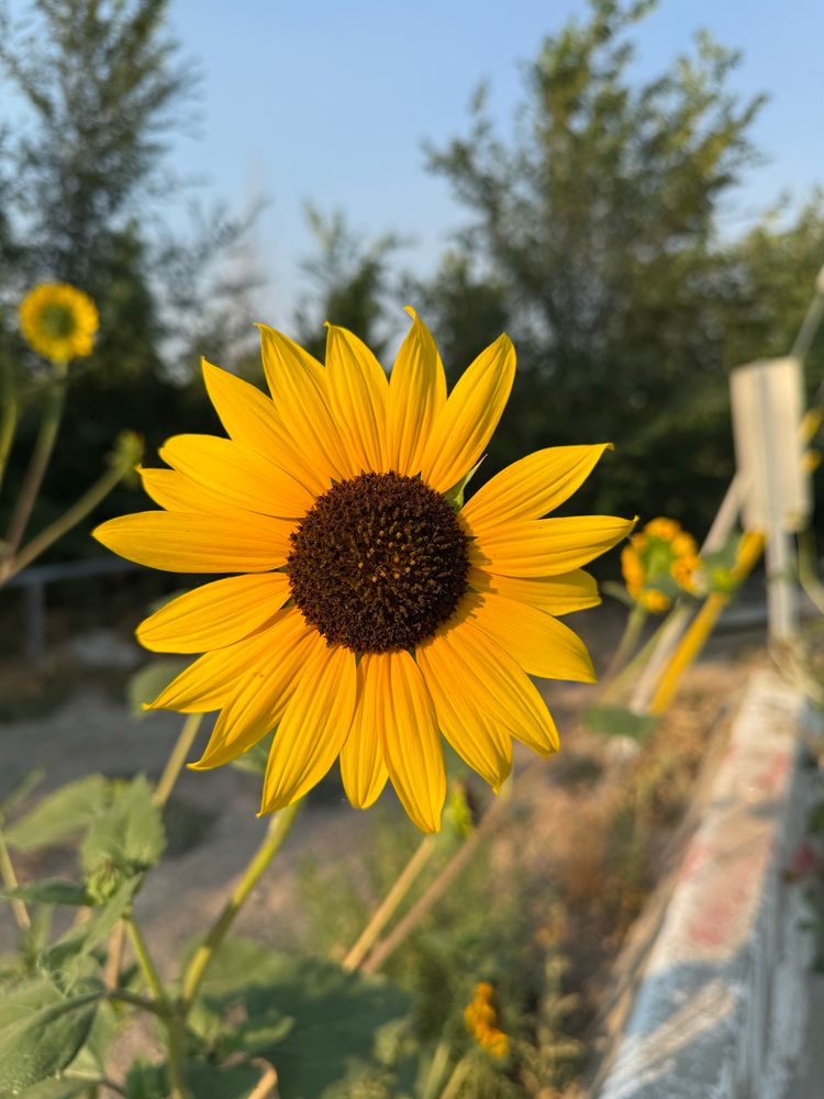 Sunflower in bright sunlight 