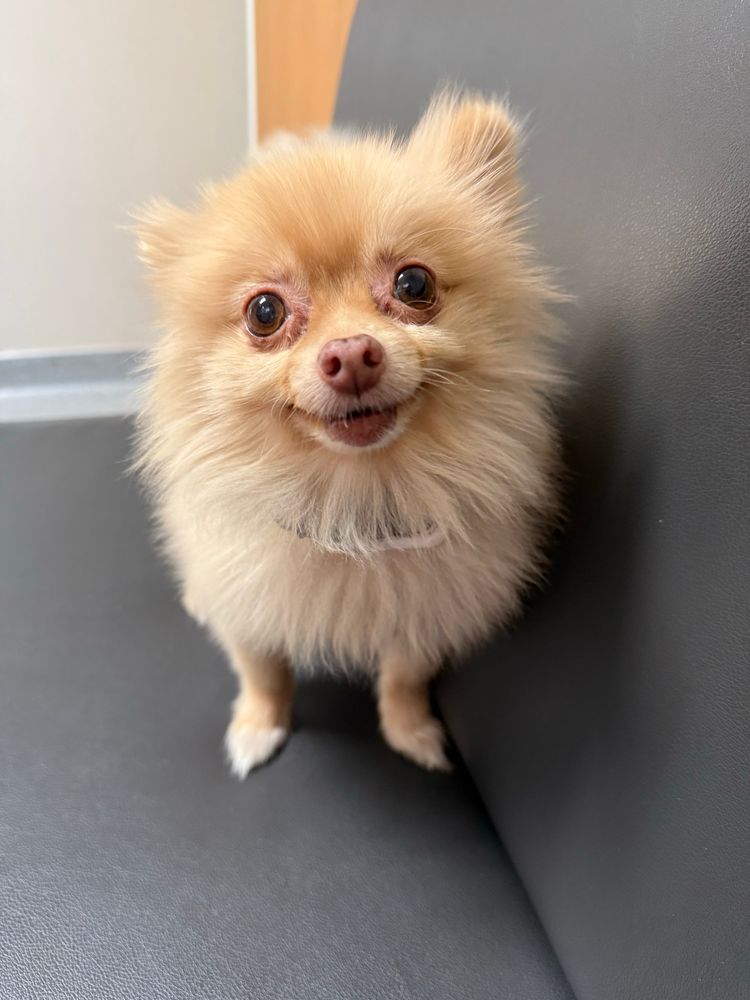Goofy smiling blonde Pomeranian on a vinyl bench at the vet
