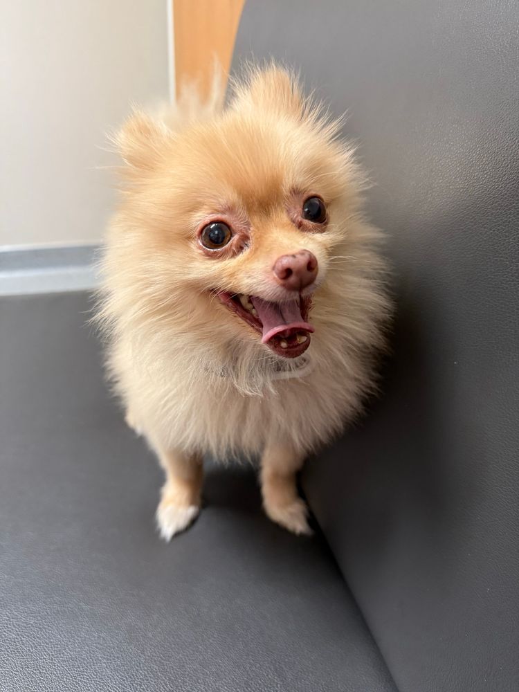 Happy panting blonde Pomeranian on a vinyl bench at the vet