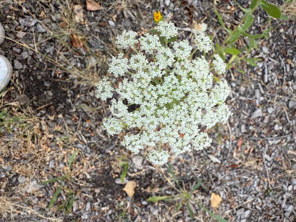 Queen Anne’s lace flower
