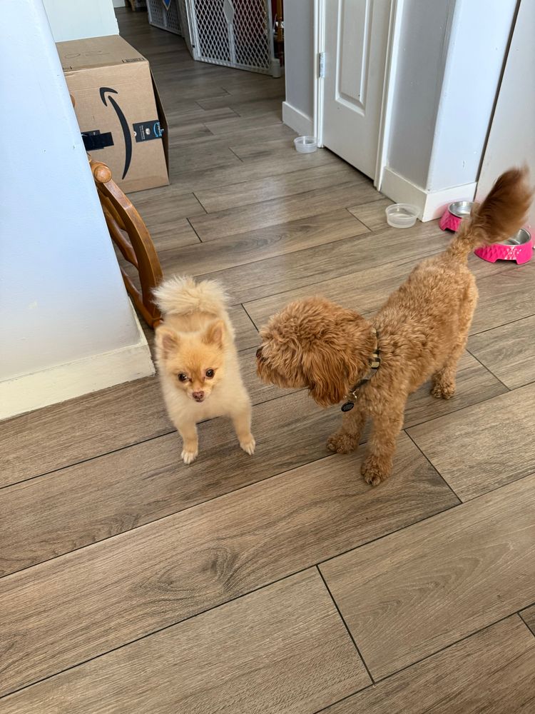 Exasperated blonde Pomeranian being sniffed by a ginger cavapoo almost twice her size