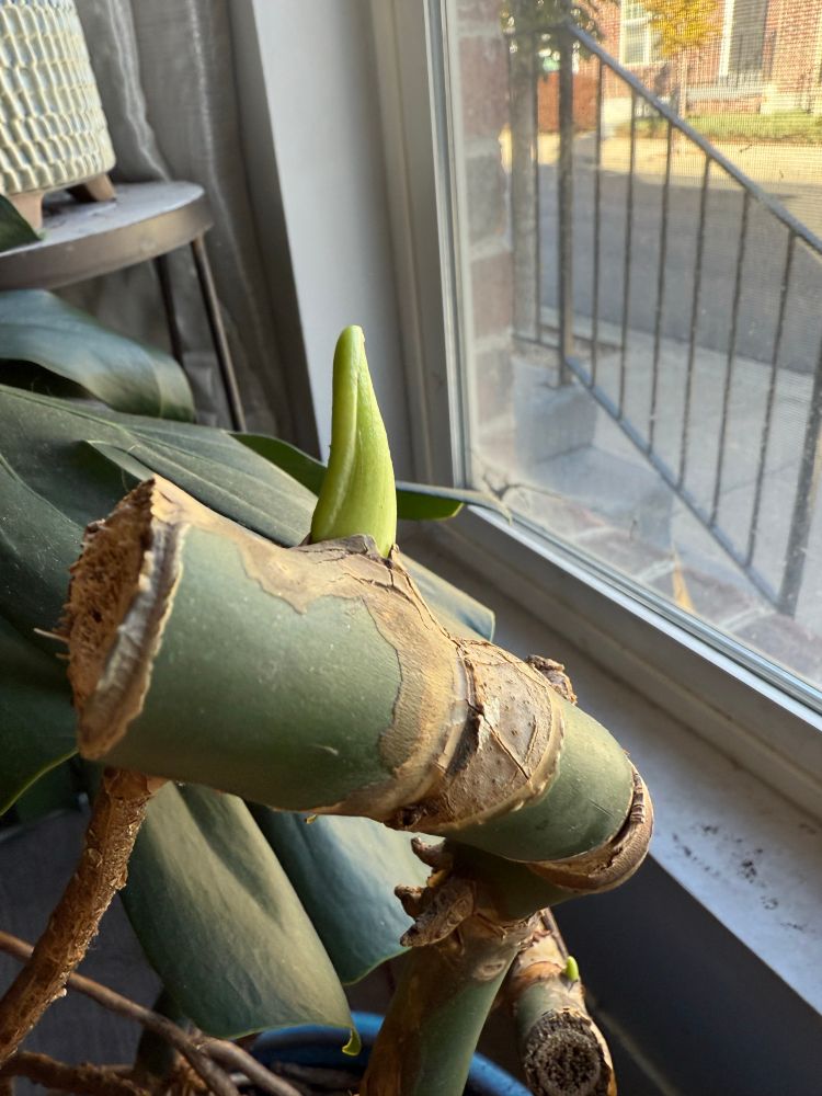 A Monstera stalk that has been chopped for propagation, sprouting a new leaf