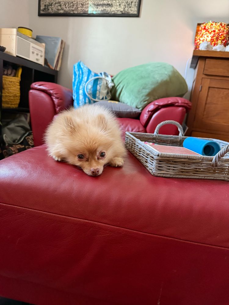 Sleepy blonde Pomeranian on a red leather ottoman