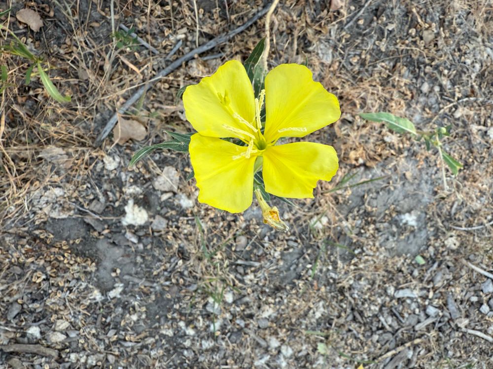 Four-petal yellow wild flower
