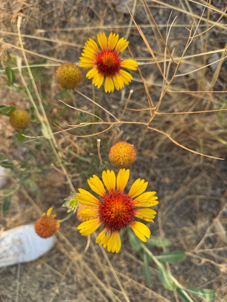 Yellow flowers with red centers seen from above