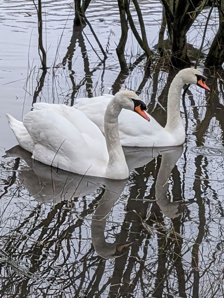 Two swans in a lake