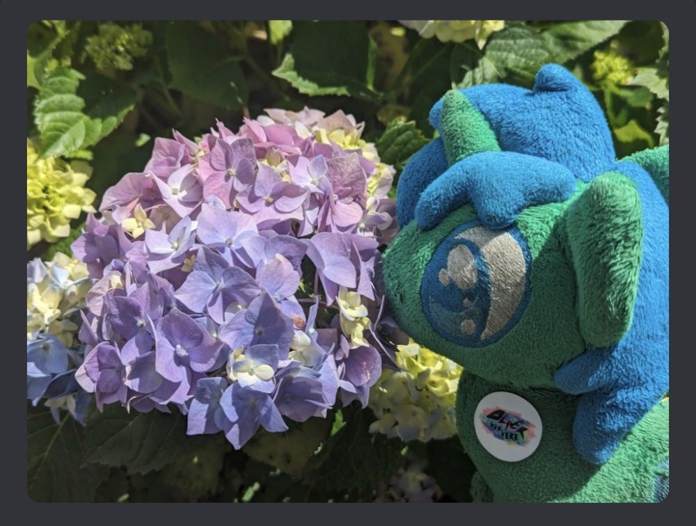 The Smol Alope plush is looking at what appears to be a species of Garden Hydrangea.