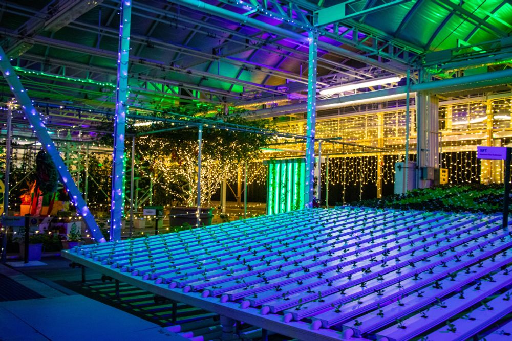 A hydroponic garden with rows of tiny plants is surrounded by blue and green holiday lights.