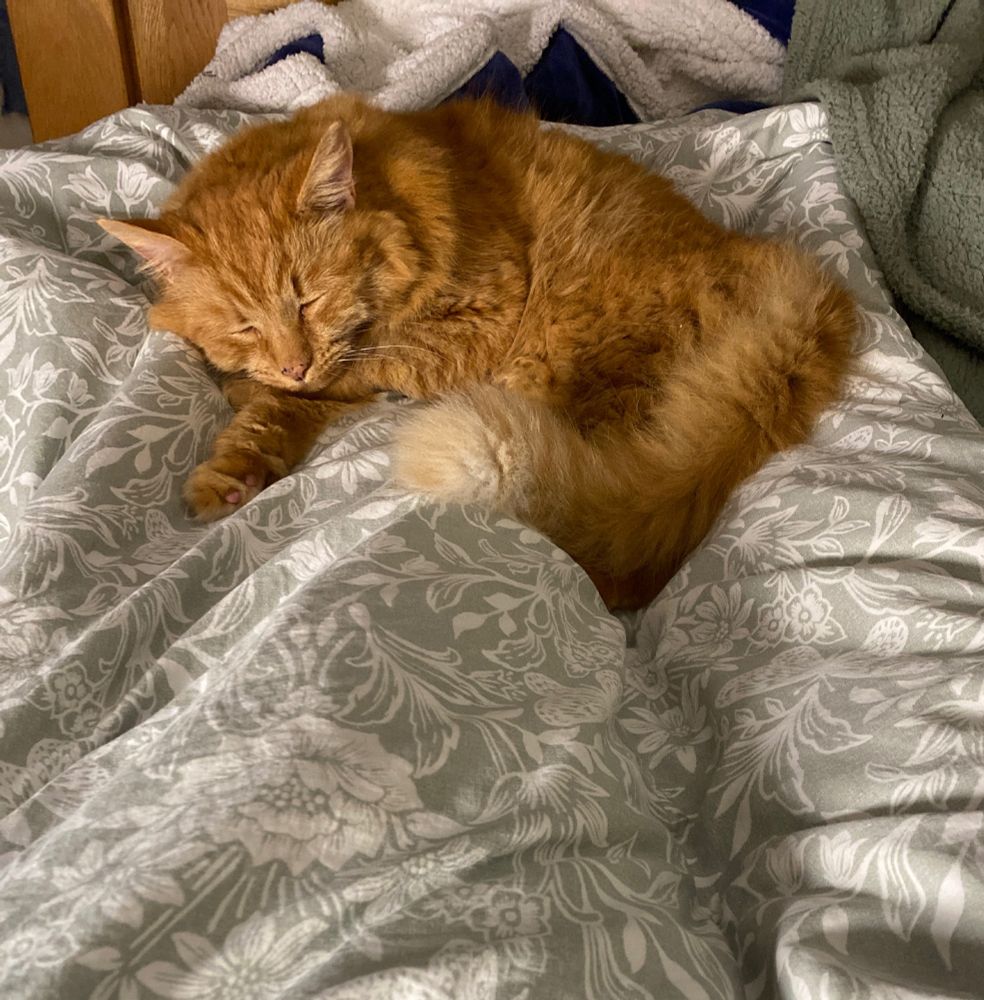 Fluffy orange cat asleep on green and white duvet. Not pictured: person trapped underneath