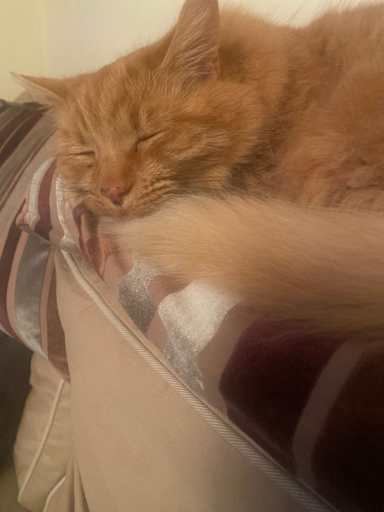 Fluffy ginger cat asleep on a stripy cushion. Snoring.