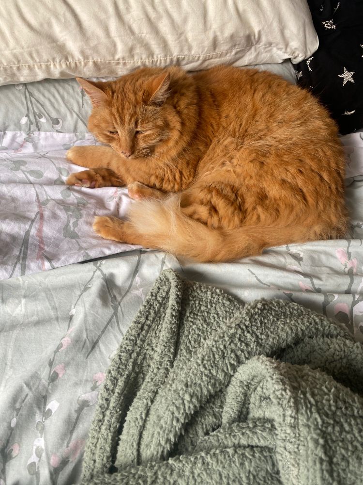 Fluffy ginger cat rudely awoken from her sleep by someone taking her picture