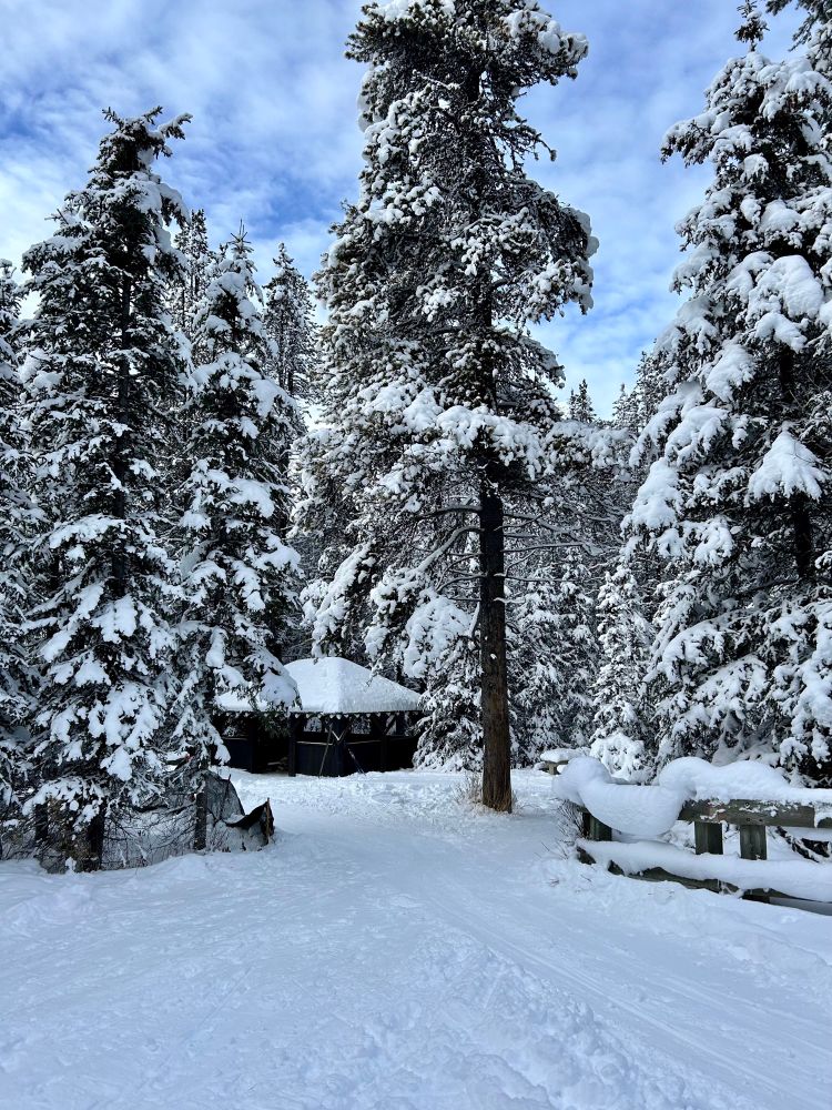 Snowy woods with picnic shelter