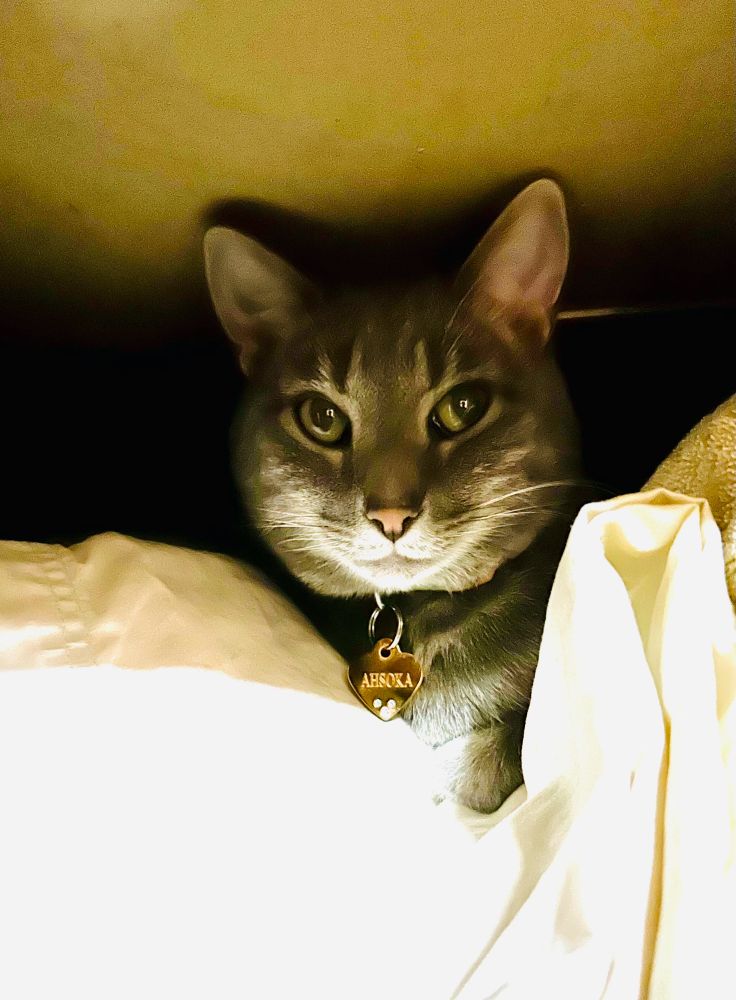 Grey cat lying on a pile of sheets in a linen closet 